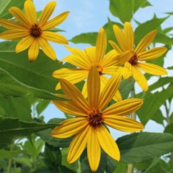 Jerusalem Artichoke EARLY Dwarf Sunray Variety Organic