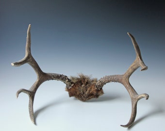 Vintage 8-point deer antler - taxidermy room wall decor - rustic cottage decor