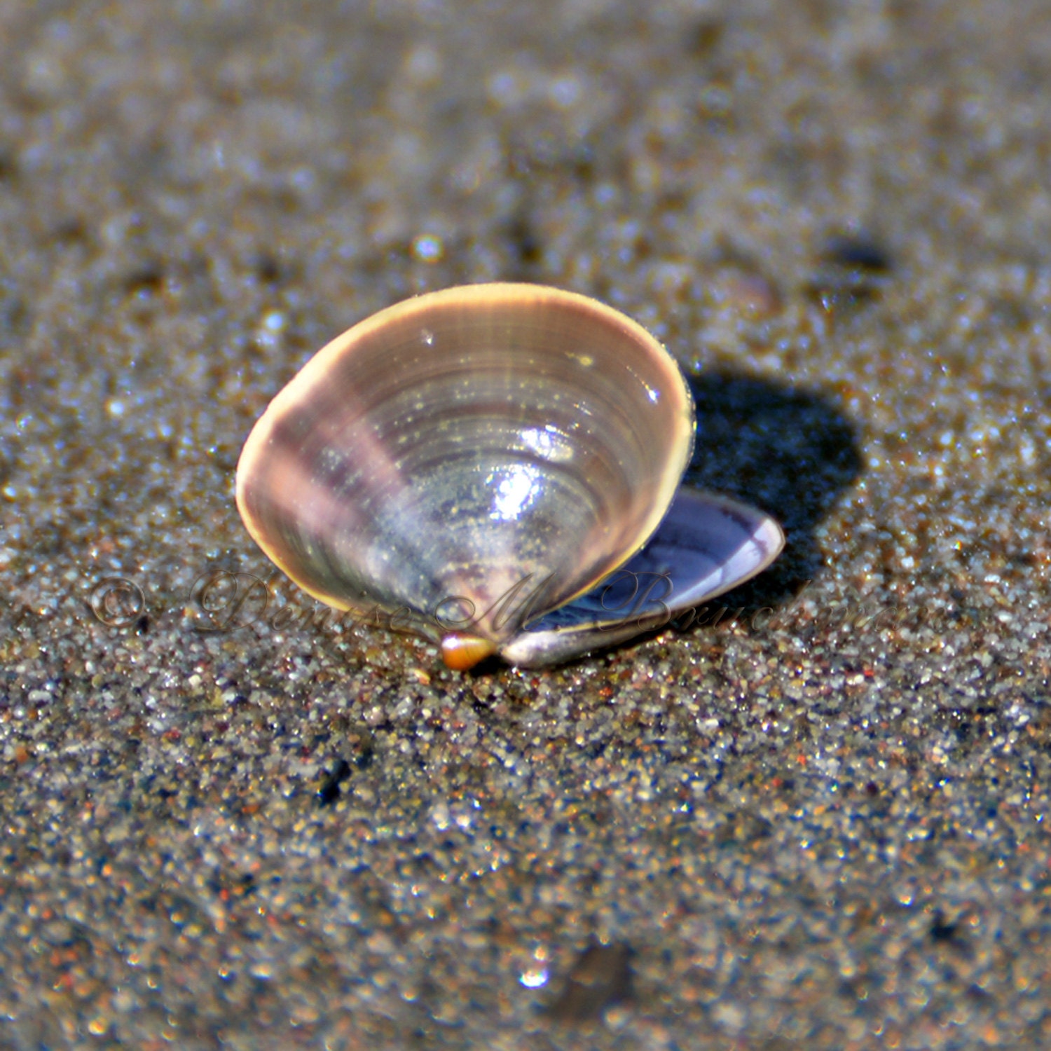 Pink Purple Clam Shell Beach Treasures Clam Photos