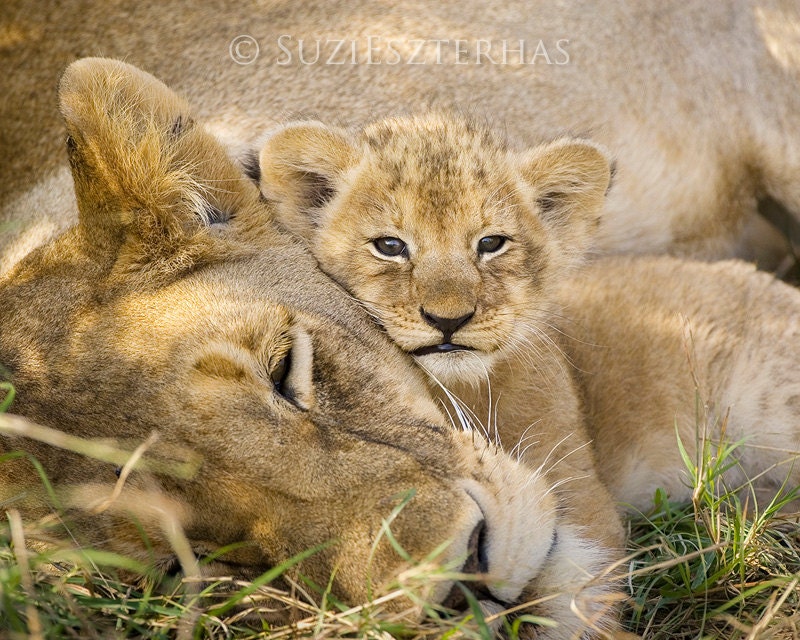LION BABY and MOM Photo Print Baby Animal Photograph