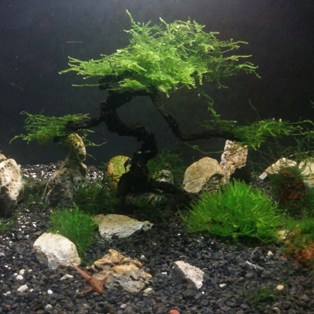 AQUA BONSAI by AquaBonsai on Etsy