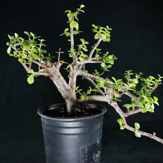 Portulacaria Afra Semi Cascade PreBonsai Specimen Elephant