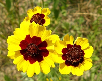 Heirloom 500 Seeds Plains Coreopsis tinctoria Tickseed Garden Flower Bulk Seed A0028