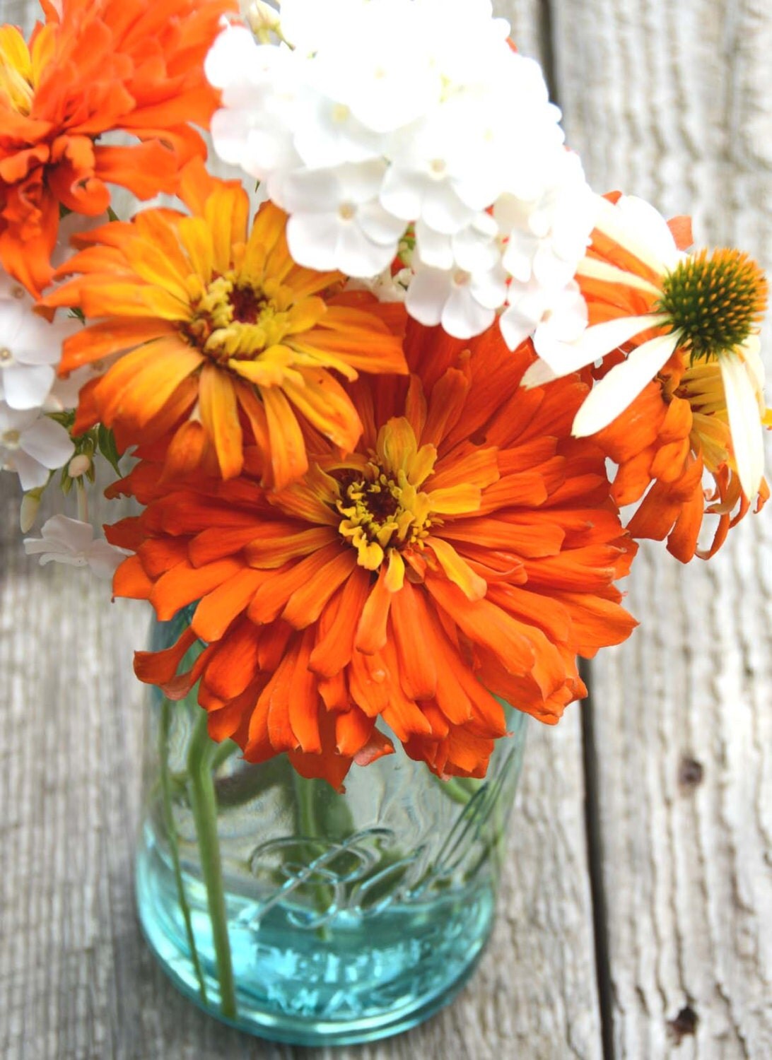 Orange Zinnias Cactus Zinnia 'Inca' Heirloom