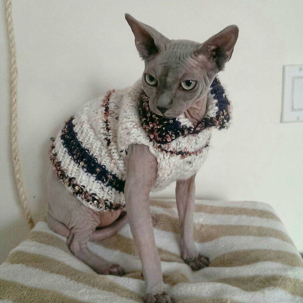 Sphynx Knitted Sweater Festive Cat Sweater Sphynx Clothing