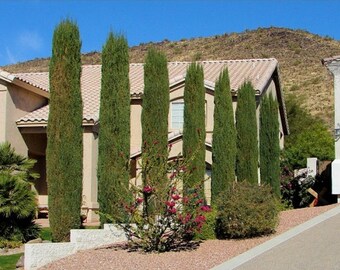 Italian Cypress Tree Seeds, Cupressus sempervirens - 25 Seeds