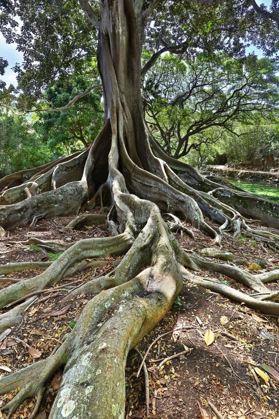 Hawaii Kauai Zen Garden Jurassic Park tree tranquil