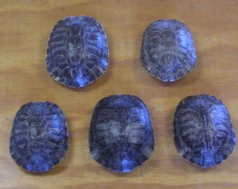 5 - 4" Red Ear Slider Turtle Shells