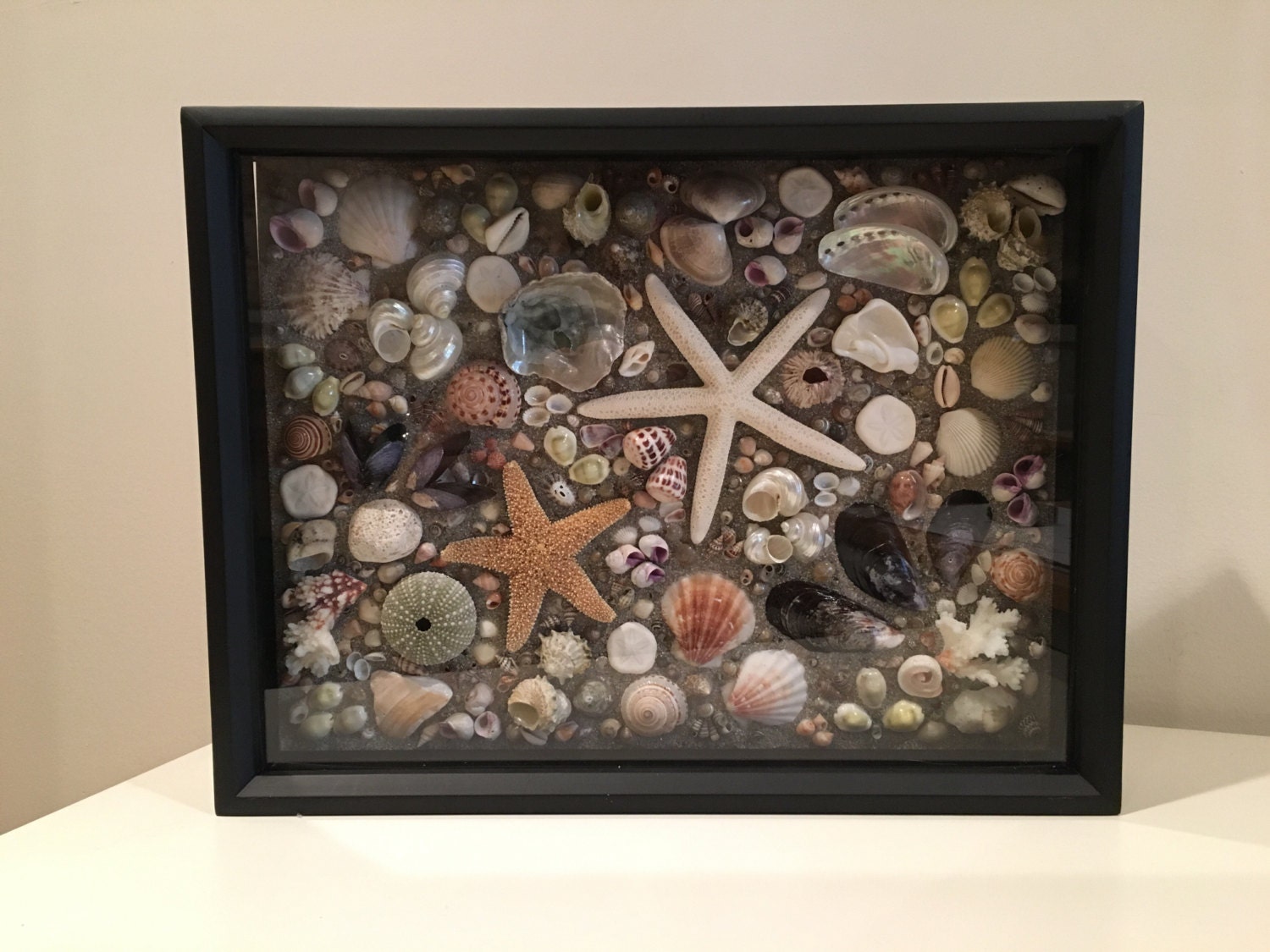 Large seashell shadowbox