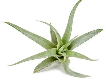 1 harrisii tillandsia airplant air plant