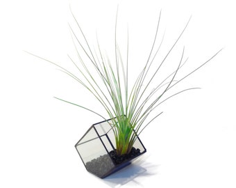 Stained Glass Terrarium - 10cm Cube - Cut-off Edge - Geometric Terrarium