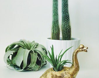 view dinosaurstwotreesbotanicals on etsy view dinosaurstwotreesbotanicals on etsy