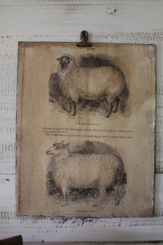 2 Sheep Vintage Bookcover Print