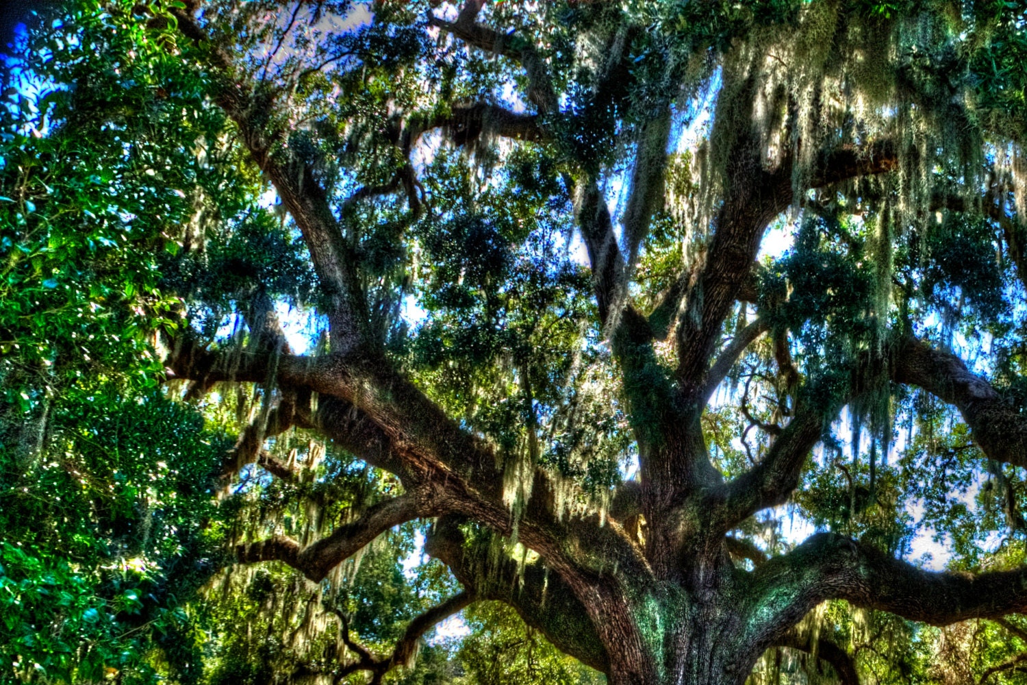 Live Oak Large Tree South Carolina