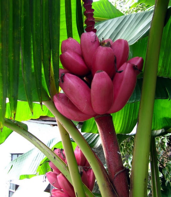 100 Pink Banana Seeds Musa Velutina Tropical by FancyGarden