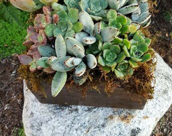 12" x 12" Reclaimed Planter Box with Succulents