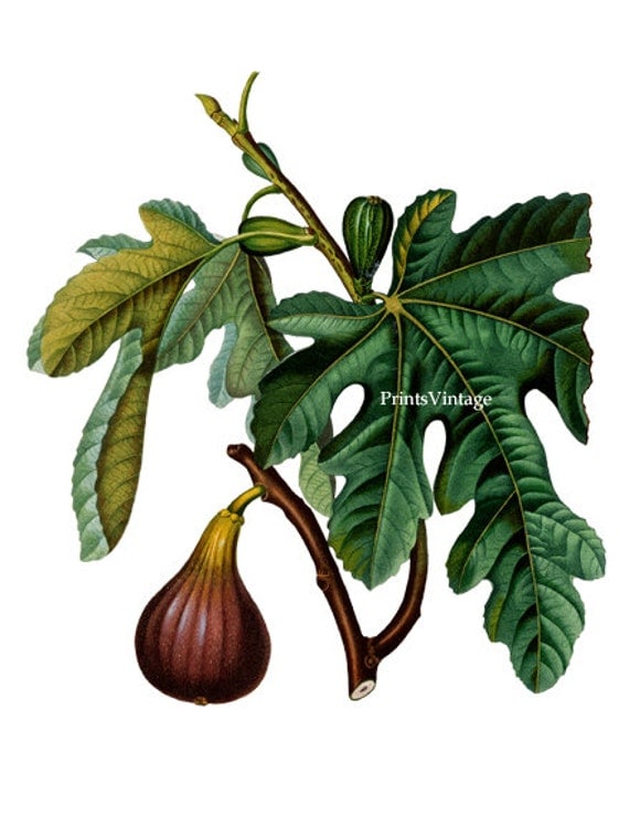 Fig Tree Clipart Printable Vintage Image With Transparent