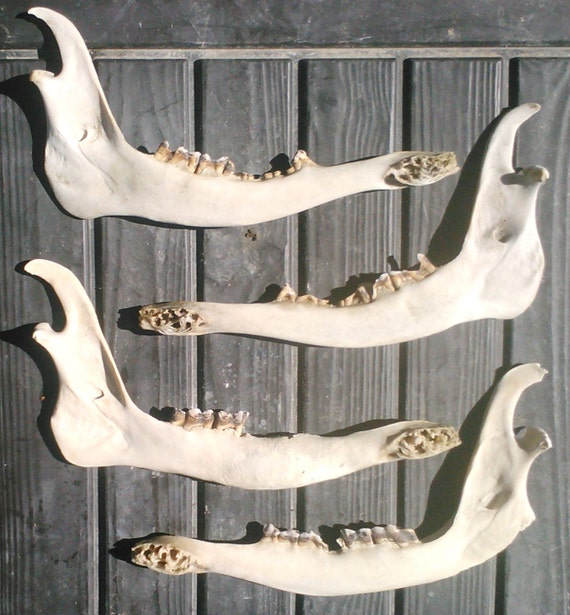 All-Natural Weathered Elk Jaw Bones From by ElkCountryLDhaseleer