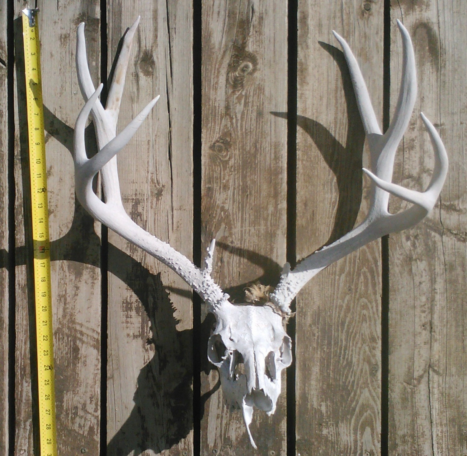 All-Natural 5x5 Mule Deer Rack FOUND by ElkCountryLDhaseleer