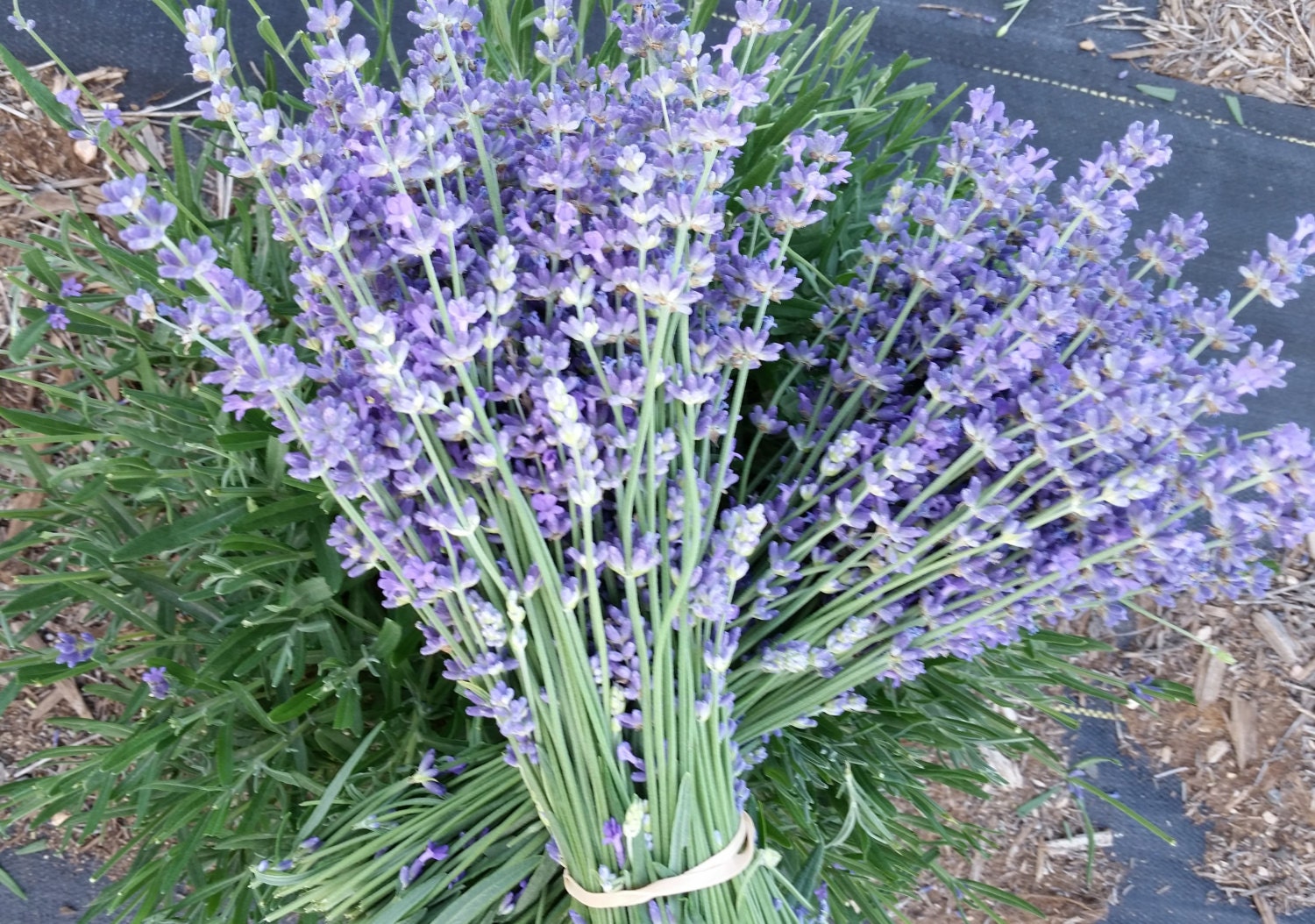 Dried Lavender Bundles