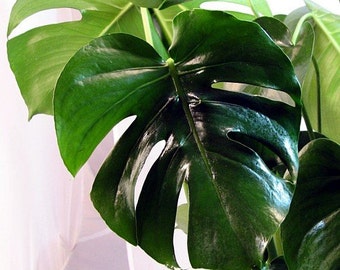Split Leaf Philodendron 6" Pot - Monstera - Edible Fruit tastes like Pineapple (Free Shipping)