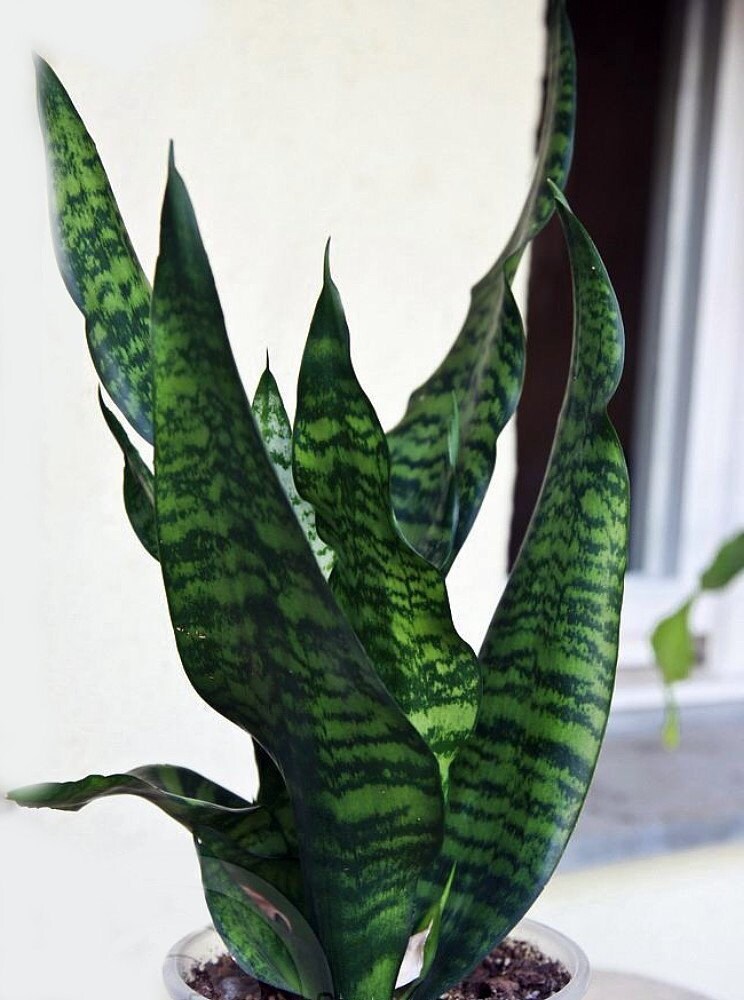 Black Snake Plant Sanseveria Almost Impossible to Kill