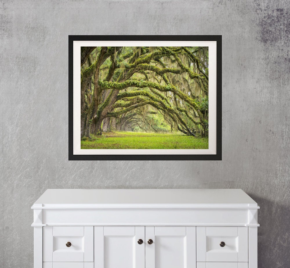 Rustic Landscape Photography Low Country Art Tree Art South