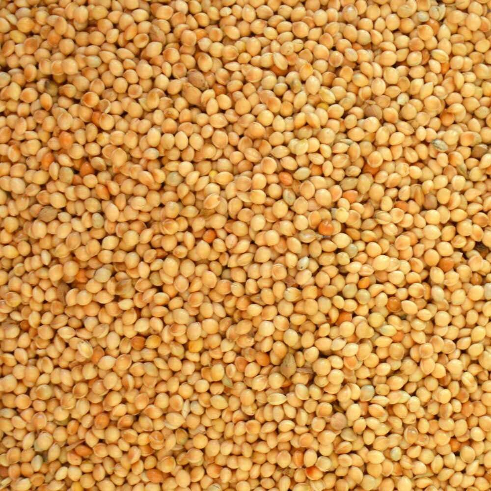 Millet White Proso 200 seeds 50LB NEW Zellajake Quality