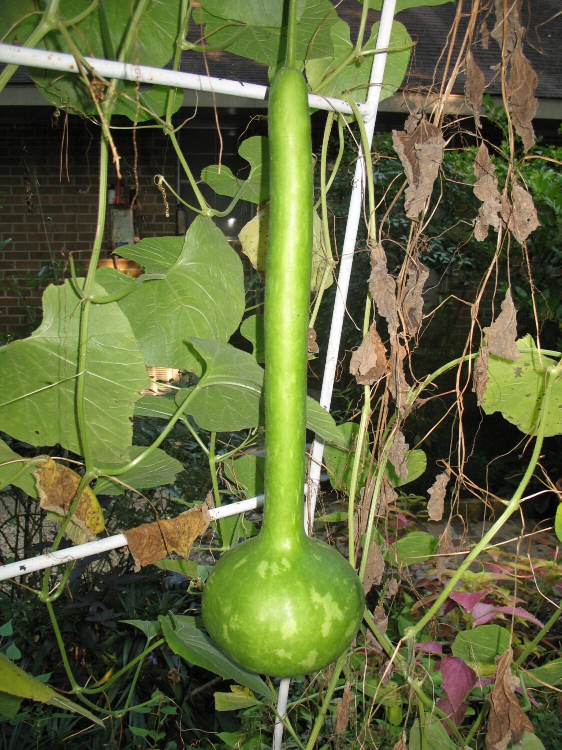 20 Seeds Dipper Gourd Long Handle Lagenaria Siceraria Bottle