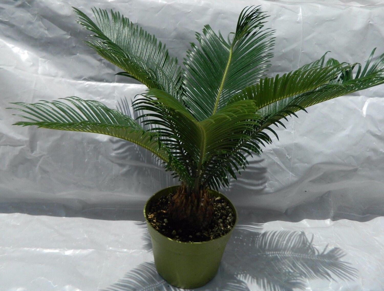 Sago Palm Plant in 6 Pot