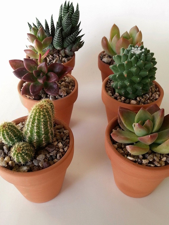 6 Succulents in Terracotta Pots / Wedding Favor / Party Favor