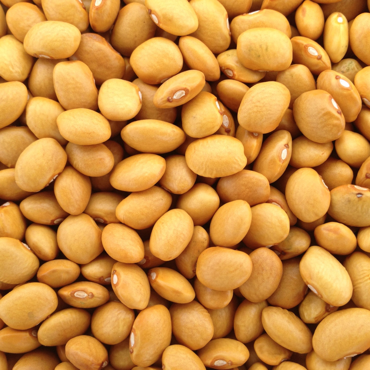 Heirloom Dry Beans CERTIFIED ORGANIC // Bean Seed by DelugeFarm