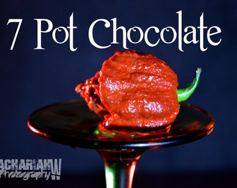 7 Pot Douglah (Chocolate) 15+ Seeds