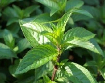 3 Chocolate Mint Plants - Mentha x piperita ‘Chocolate’ (starter plants)