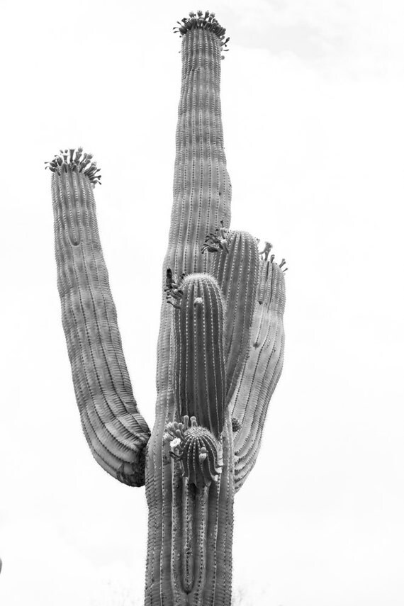 Items similar to Black and White Cactus print Cactus Wall Art Cactus