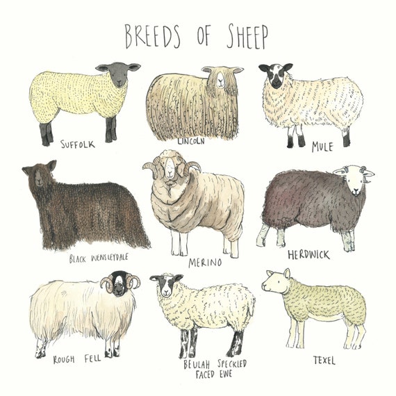 Sheep Print