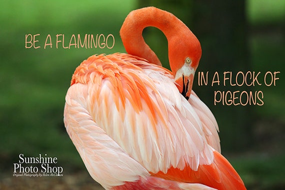 Be a Flamingo in a Flock of Pigeons Instant by SunshinePhotoShop