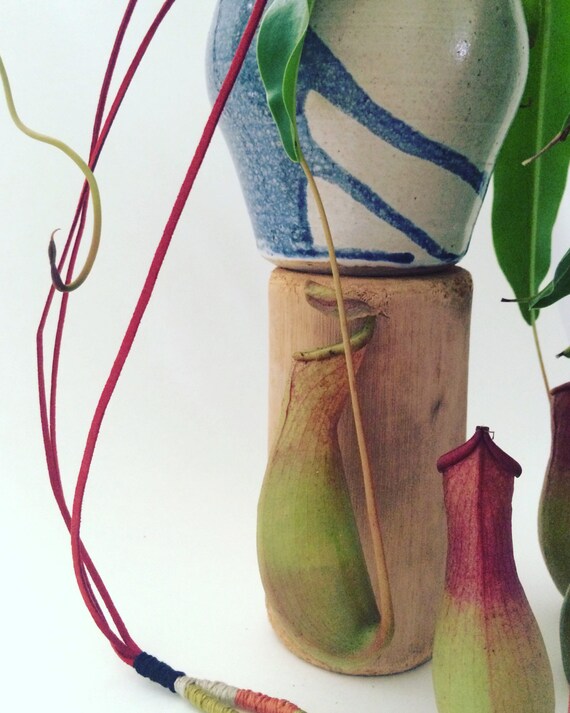 Nepenthes pitcher plant in hanging ceramic pot
