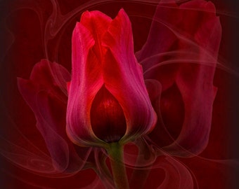 Print 'Tulip', a limited edition fine art print