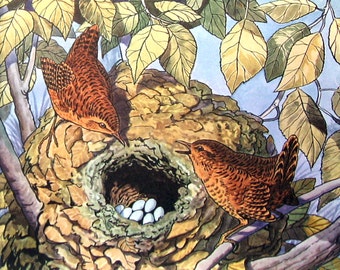 Wren- 1962 Vintage Bird Print - British Birds and Nests - Naturalist Print for Framing - 9" x 7.5"