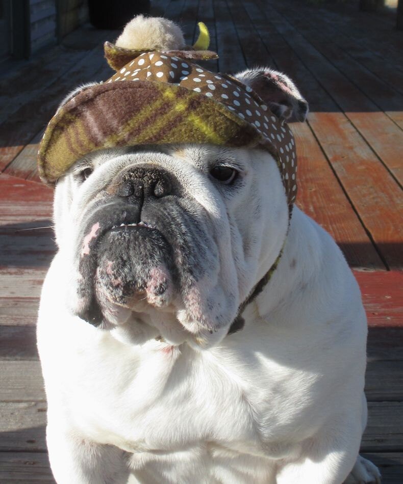 English Bulldog Reversible Hat Funny Dog Hat Fall Winter