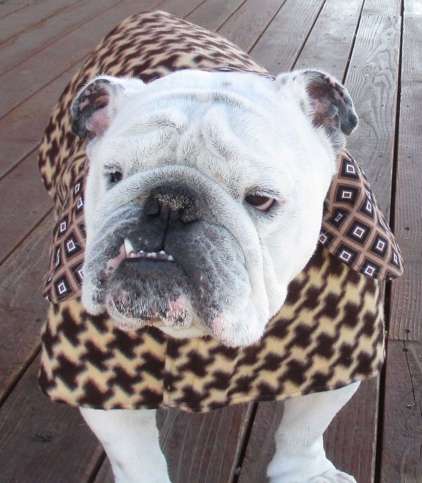 English Bulldog Winter Coat