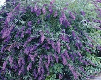 Butterfly Bush, Buddleia davidii Nanho Blue, Live plant, more plants available www.etsy.com/shop/ThePlantBoutique