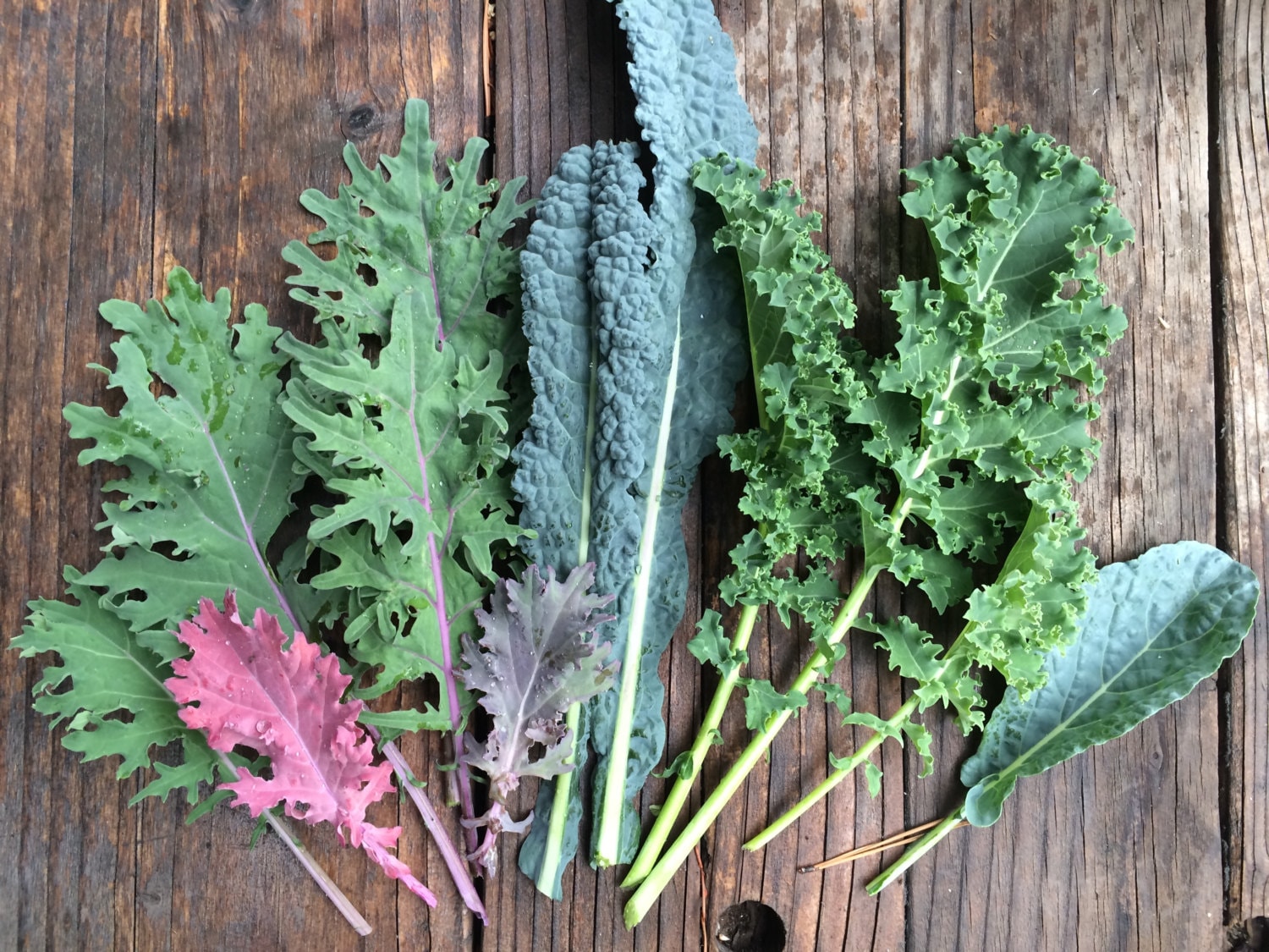 Kale Mixed Varieties Carolyn's Best Mix of Heirloom and