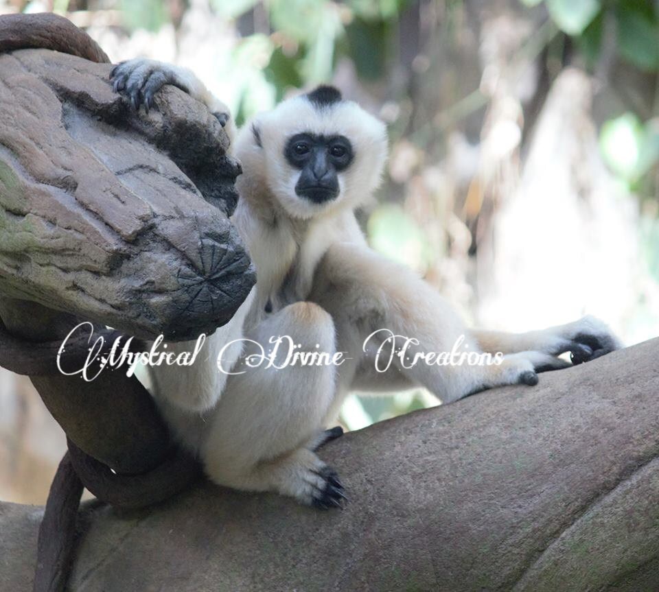 Monkey Art-Monkey Photography-Monkey by MysticalDivCreations