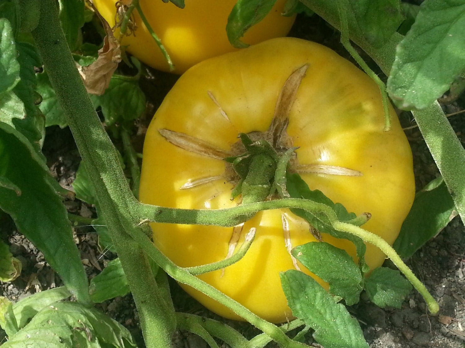 Yellow Brandywine Tomato Seeds organic seed heirloom tomato