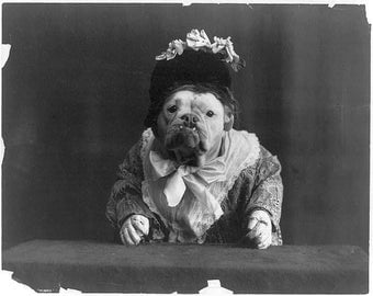 Bulldog dressed in a dress, and wearing a bonnet, late 1800's Photo Print