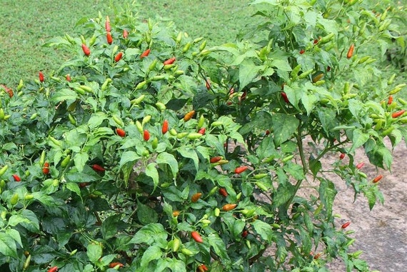 Chili Pepper,GUAM Boonie Pepper Seeds (Capsicum frutescens) Heirloom ...