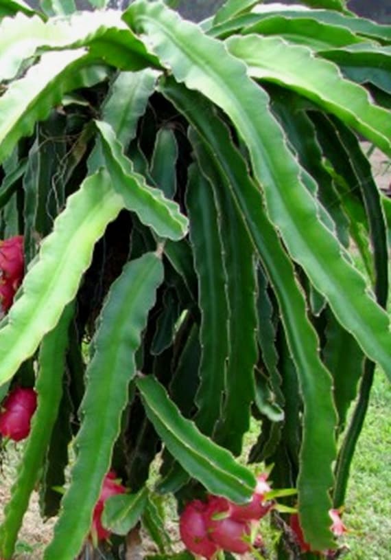 Purple Dragon Fruit Plant