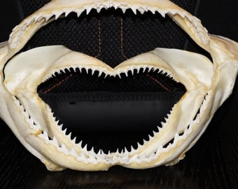 Shark Jaw, Wholesale Shark Jaws, Large Shark Jaw, Shark, Dried Sealife